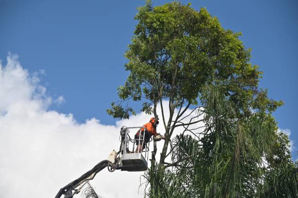 Best Stump Grinding and Removal  in USA